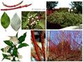 cornus sericea